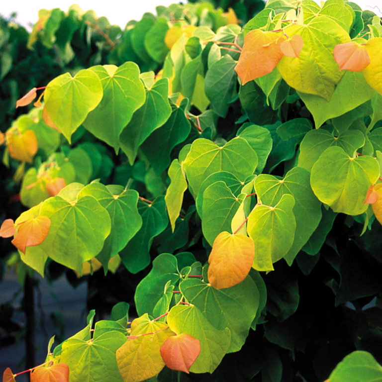 Cercis Canadensis JN2 Kiefer Nursery Trees Shrubs Perennials