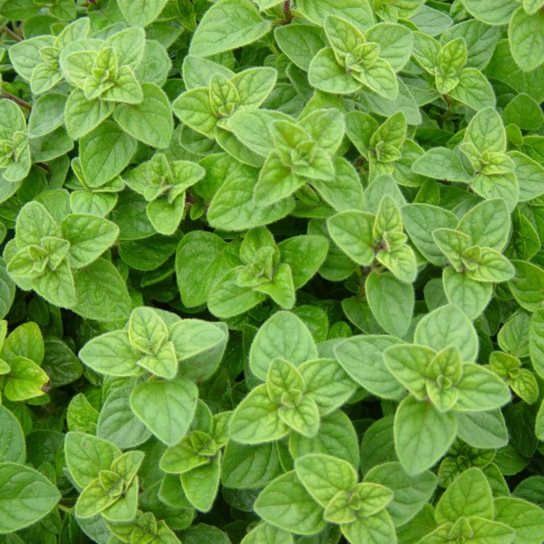 Origanum Vulgare Subsp Hirtum Kiefer Nursery Trees Shrubs Perennials