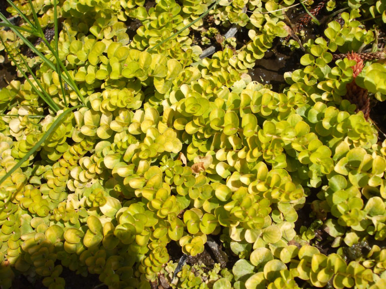 Lysimachia Nummularia Var Aurea Kiefer Nursery Trees Shrubs