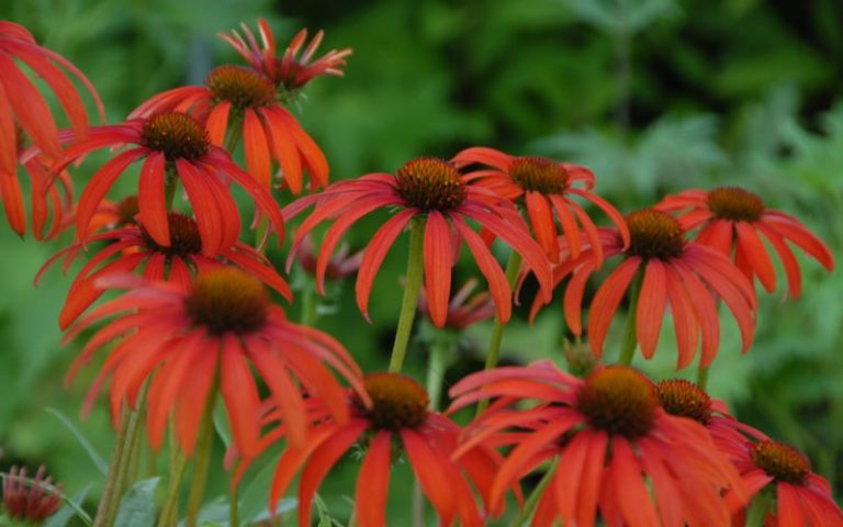 Echinacea Purpurea Tomato Soup Kiefer Nursery Trees Shrubs