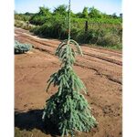 Picea Abies Glauca Pendula Kiefer Nursery Trees Shrubs Perennials