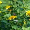Helianthus 'Happy Days'
