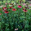 Echinacea 'Solar Flare' PP22133