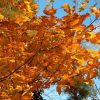 Parrotia persica