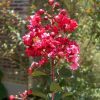 Lagerstroemia indica 'Whit III' (Pink Velour)