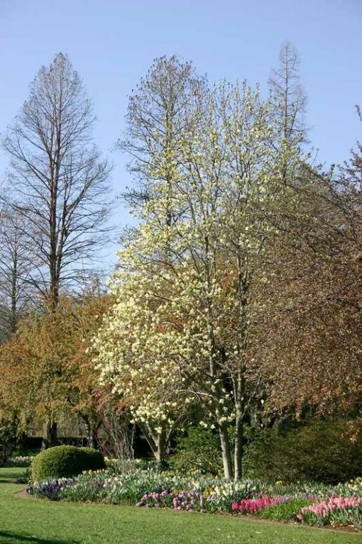 Magnolia ‘Butterflies’ Kiefer Nursery Trees, Shrubs, Perennials