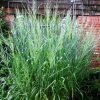 Panicum virgatum 'Dallas Blues' - Image 2