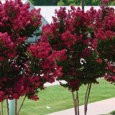 Hydrangea paniculata ‘Wims Red’ Fire and Ice Panicle Hydrangea | Kiefer ...