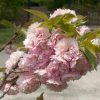 Prunus serrulata 'Kwanzan' - Image 2