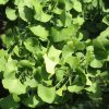 Ginkgo biloba 'Princeton Sentry' - Image 3