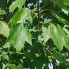 Acer rubrum 'Franksred' (Red Sunset®)