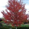 Acer rubrum 'Franksred' (Red Sunset®) - Image 2