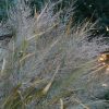 Panicum virgatum 'Dallas Blues' - Image 3