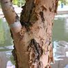 Betula nigra 'DuraHeat' - Image 3
