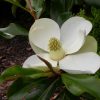 Magnolia grandiflora 'Bracken's Brown Beauty'