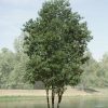 Magnolia virginiana 'Jim Wilson' MOONGLOW - Image 2
