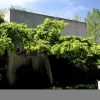 Ulmus glabra 'Camperdownii' - Image 2