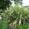 Phormium tenax