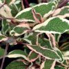 Salvia officinalis 'Silver Sabre'