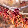 Hamamelis x intermedia 'Diane' - Image 2