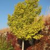 Ginkgo biloba 'Autumn Gold'