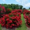 Lagerstroemia 'Red Rooster' - Image 3