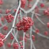 Acer rubrum 'Franksred' (Red Sunset®) - Image 3