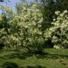 Chionanthus virginicus