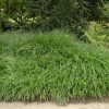 Liriope spicata