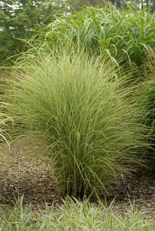 Miscanthus sinensis ‘Morning Light’ | Kiefer Nursery: Trees, Shrubs ...