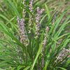 Liriope muscari 'Big Blue' - Image 2