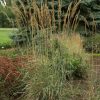 Sorghastrum nutans 'Sioux Blue'