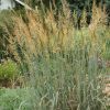 Sorghastrum nutans 'Sioux Blue' - Image 2