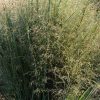 Panicum virgatum 'Northwind' - Image 2