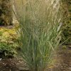 Panicum virgatum 'Northwind' - Image 3