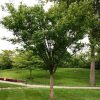 Zelkova serrata 'Village Green' - Image 2