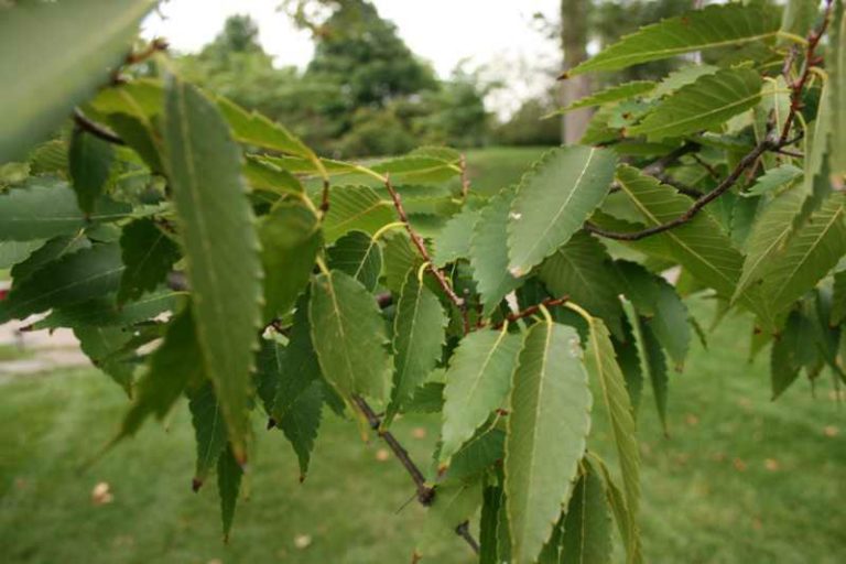Zelkova serrata ‘Village Green’ Kiefer Nursery Trees, Shrubs, Perennials