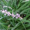 Liriope muscari 'Big Blue'