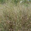 Panicum virgatum 'Heavy Metal' - Image 3