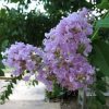 Lagerstroemia indica 'Muskogee' - Image 2