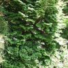 Chamaecyparis obtusa 'Kosteri' - Image 2