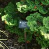 Chamaecyparis obtusa 'Kosteri'