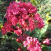 Lagerstroemia indica 'Victor' - Image 2