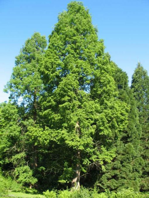 metasequoia glyptostroboides winter
