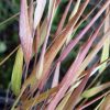 Hakonechloa macra 'Beni-Kaze'' - Image 3