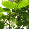 Diospyros kaki 'Fuyu' - Image 3