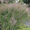 Panicum virgatum 'Dallas Blues'