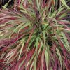 Hakonechloa macra 'Beni-Kaze'' - Image 2