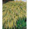 Hakonechloa macra 'Aureola' - Image 3