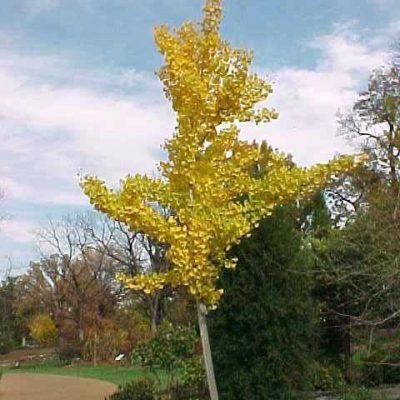 Ginkgo biloba 'Princeton Sentry'